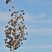Red-tailed Hawk